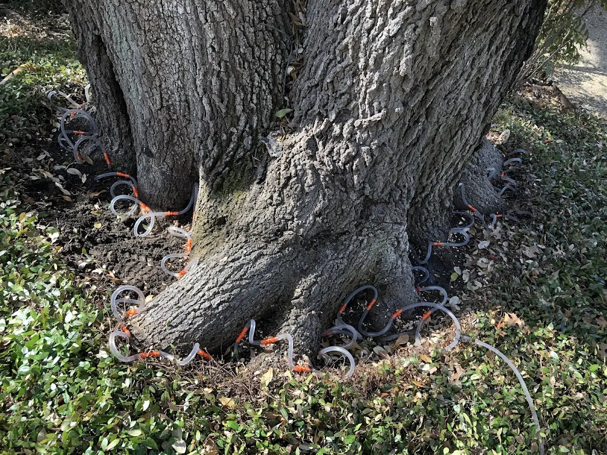 Detailed Tree Cabling and Bracing job site in Chestertown